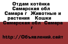 Отдам котёнка - Самарская обл., Самара г. Животные и растения » Кошки   . Самарская обл.,Самара г.